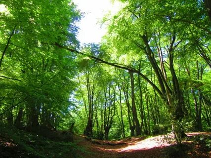 Path b