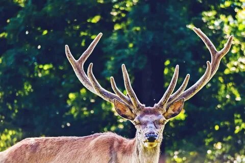Real animal