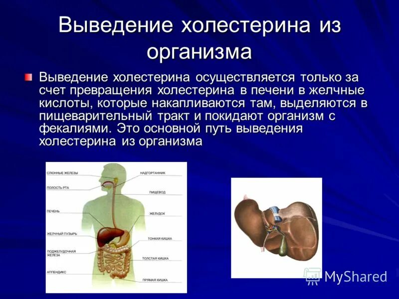 вещества выводимые из организма