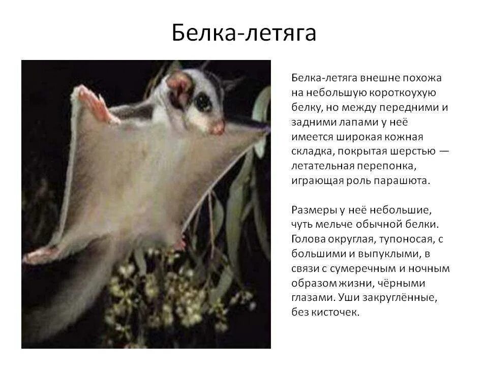 Белка летяга доклад 4 класс окружающий. Белка летяга обыкновенная описание. доклад про летягу. белка летяга 4 кл доклад. белка летяга описание.