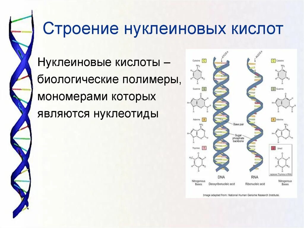 Вторичная структура нуклеиновых кислот. Строение нуклеиновых кислот. Схема строения нуклеиновых кислот. Строение нуклеиновфх Кистол\.