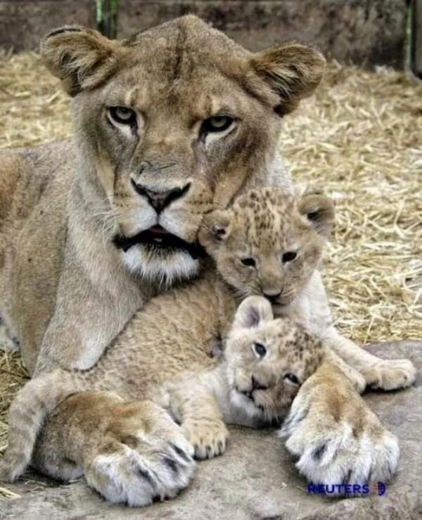 Лев львица и Львенок. Львица с двумя львятами. Львенок с мамой. Львица с детенышем. Мать и ребенок животные
