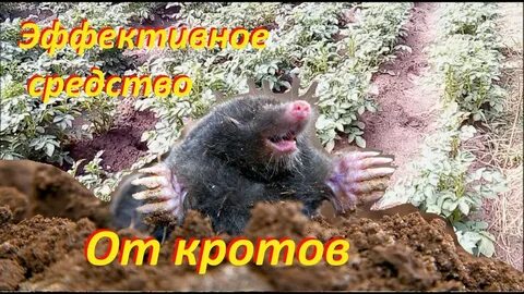 Ограничивающим фактором для жизни крота