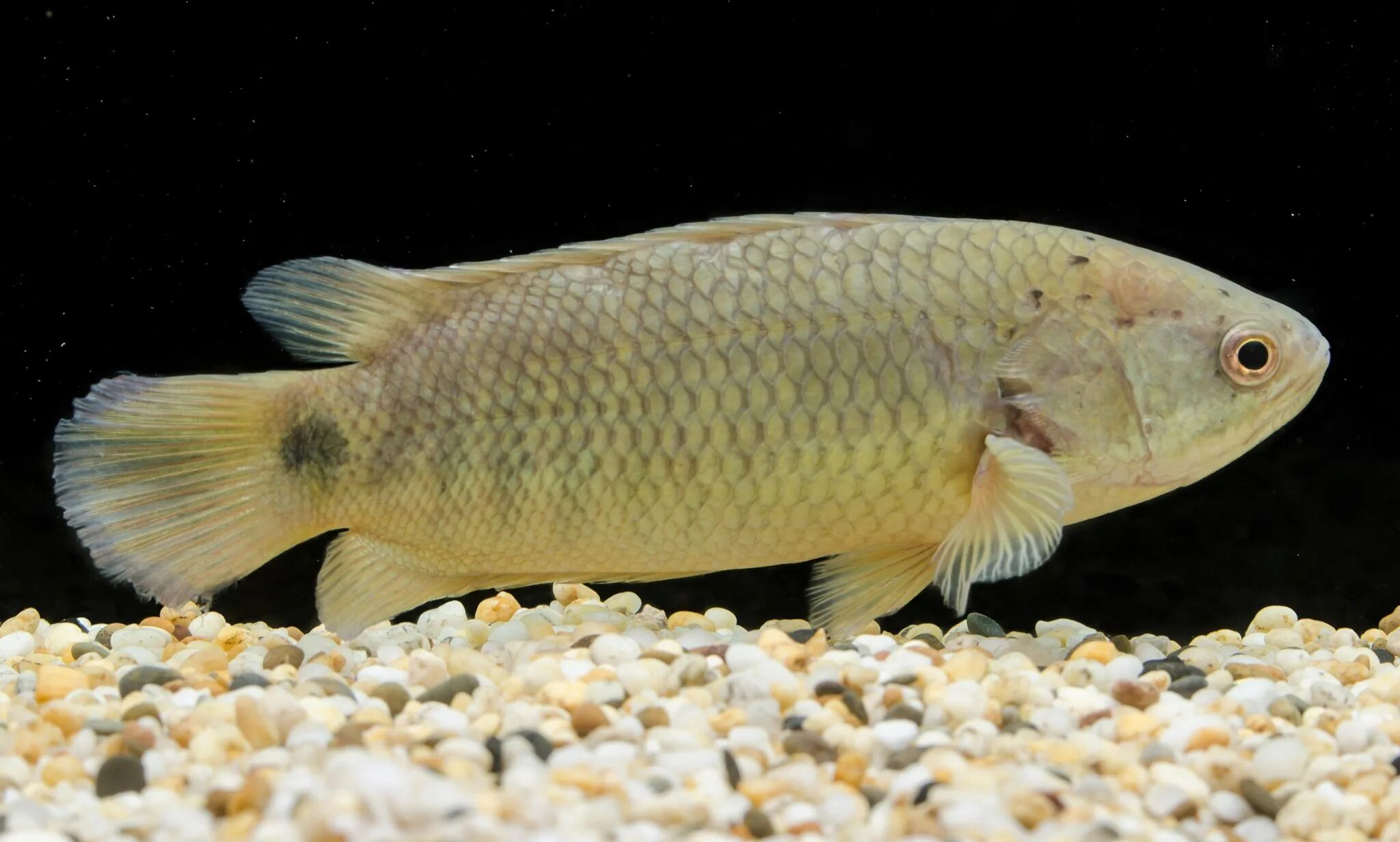 Анабас рыба ползун. Лабиринтовая рыба 6 букв сканворд. Лабиринтовые рыбы строение. Рыба анабас (anabas testudineus). Лялиус полосатый.