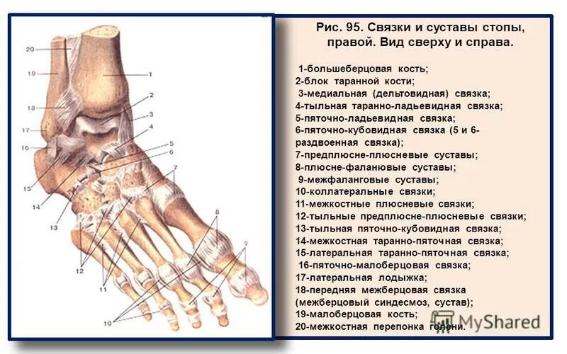 Связки стопы мкб