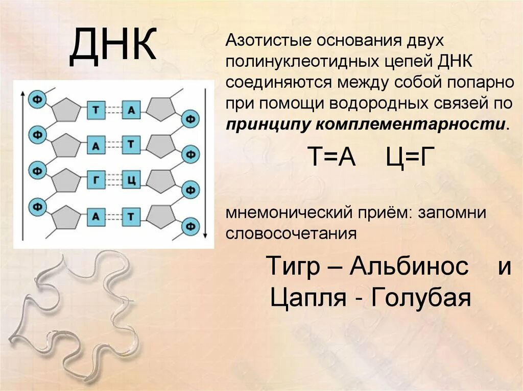 Днк имеет азотистые основания