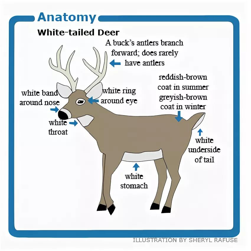 Oh deer перевод с английского. Deer на английском. deer произношение. рисунки на английский deer. deer предложение.