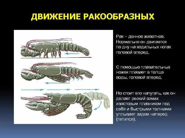 Членистоногие ракообразные презентация 7 класс. Ходильные конечности ракообразных. орган передвижения ракообразных. ракообразные общая характеристика. тип передвижения ракообразных.