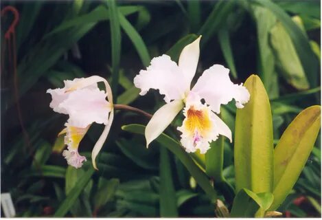 A and B Larsen orchids - Cattleya Empress Frederick x C mossiae 577-25.jpg....