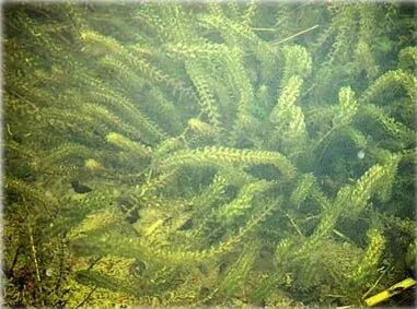 Виды пресноводных водорослей