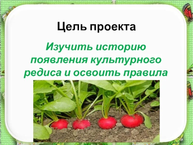 Редис сообщение. Редиска презентация. презентация на тему редиска. проект про редиску. редиска класс.