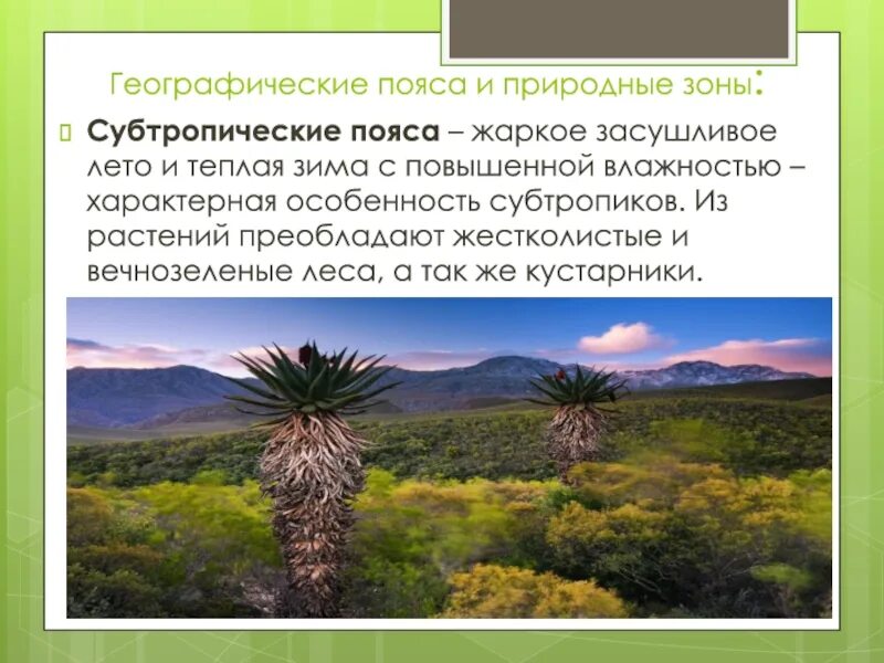 Природные зоны субтропического пояса. Климатический пояс субтропиков в России. Растительность субтропического пояса. Субтропический географический пояс.