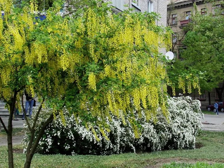 25 Popular Small Trees for Landscaping Golden chain tree, Specimen trees, Flower