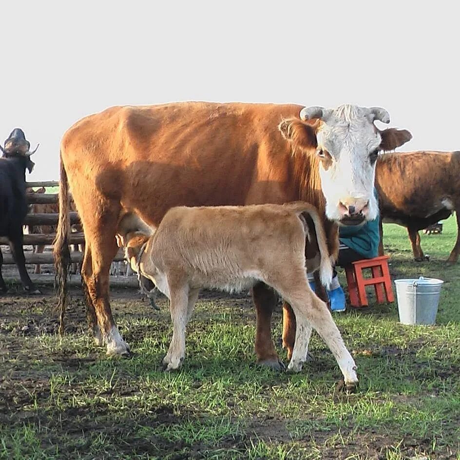 Мал ва. Мал ва. Мал ва. Животноводство казахстана. Красная степная порода.