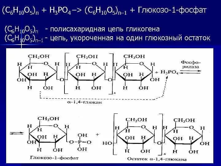 Пути распада полисахаридов. Фосфоролиз гликогена в печени. Гидролиз олигосахаридов. Распад гликогена до глюкозо-6-фосфата.