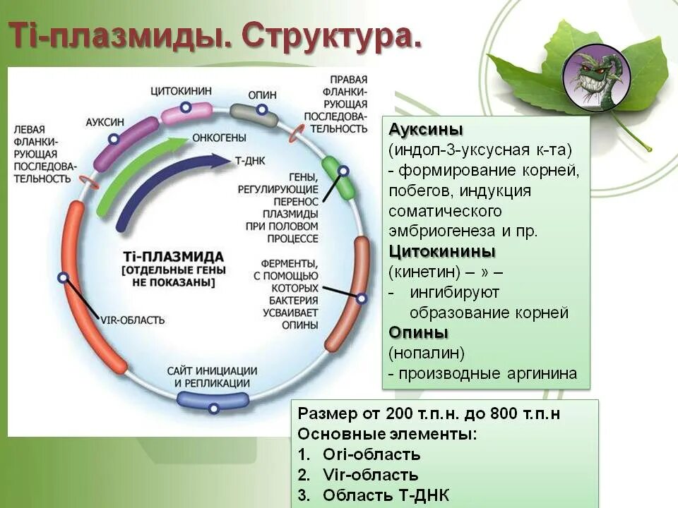 Плазмидой является