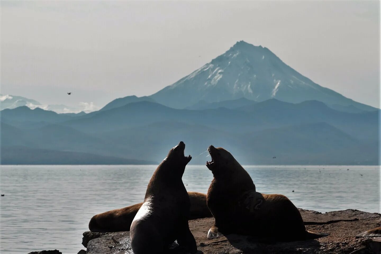 Камчатка хорошее качество. Кроноцкое озеро камчатка. Полуостров камчатка вулканы. Тихий океан камчатка. Вилючинский перевал камчатка.