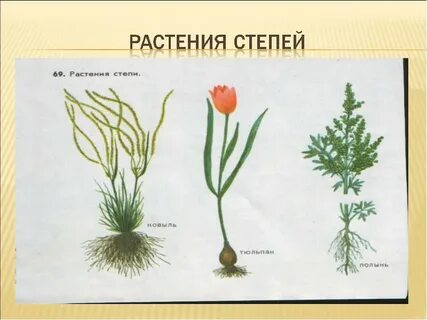 В степной зоне преобладает