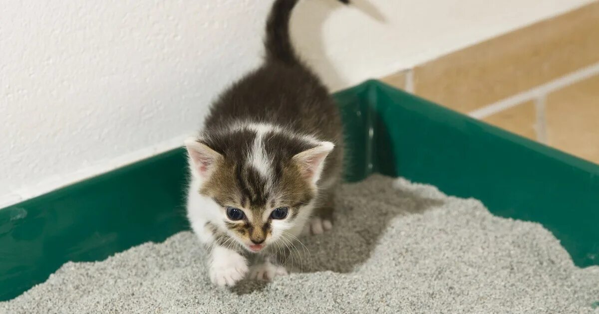 Как котенка приучить к лотку 2 месяца. Как котенка приучить к лотку 2 месяца
