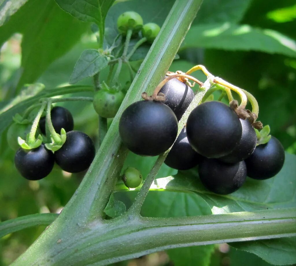 Паслен черный (Solanum nigrum). Паслен ядовитый. Паслён чёрный съедобный. Паслён ягода съедобная. Паслен черный представители