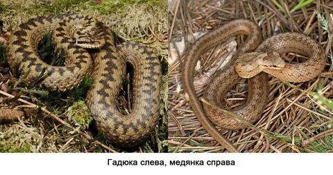 Как отличить гадюку от ужа и медянки