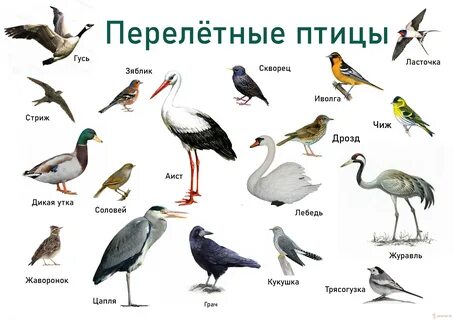 перелётные птицы картинки с названиями: 2 тыс изображений найдено в Яндекс  Картинках