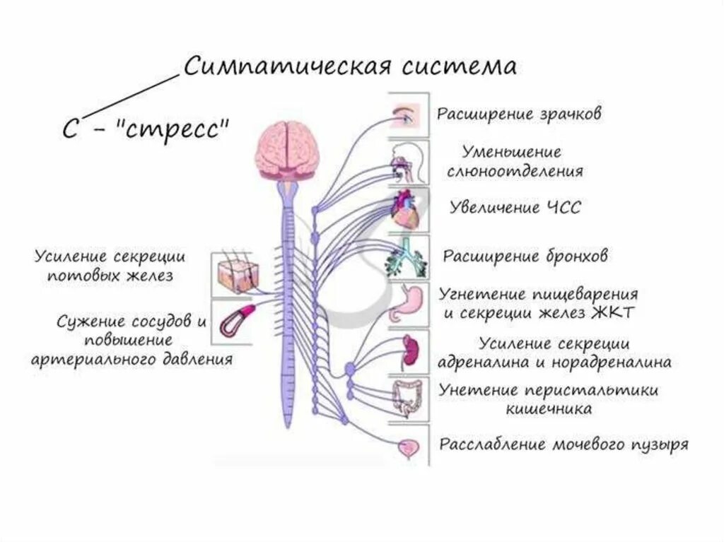 Симпатическая нервная. Симпатический отдел нервной системы функции. Активация симпатического отдела вегетативной нервной системы. Центральные отделы вегетативной нервной системы состоят из. Функции симпатического отдела нервной системы человека.