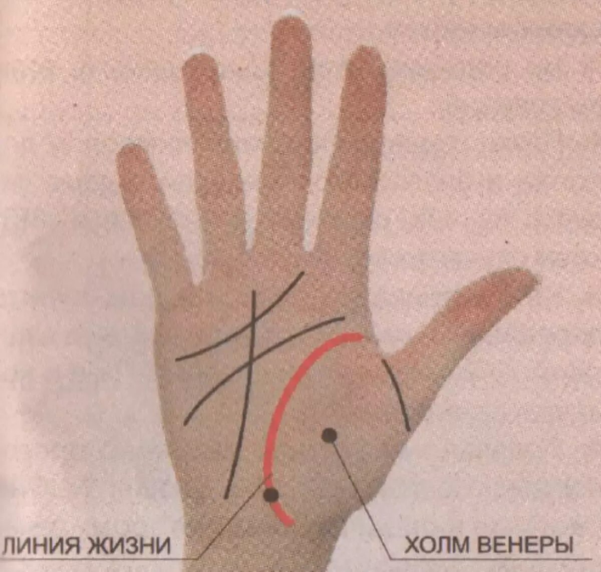 Точка на линии жизни. Треугольник на линии жизни на левой руке. линия жизни холм венеры. треугольник на линии жизни на правой руке.