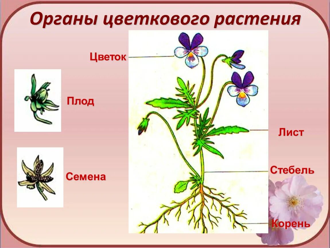 Покрытосеменные имеют органы. Строение цветковых покрытосеменных растений. Органы цветковых растений стебель. Строение органов цветкового растения. Органы цветковых растений 6 класс биология.