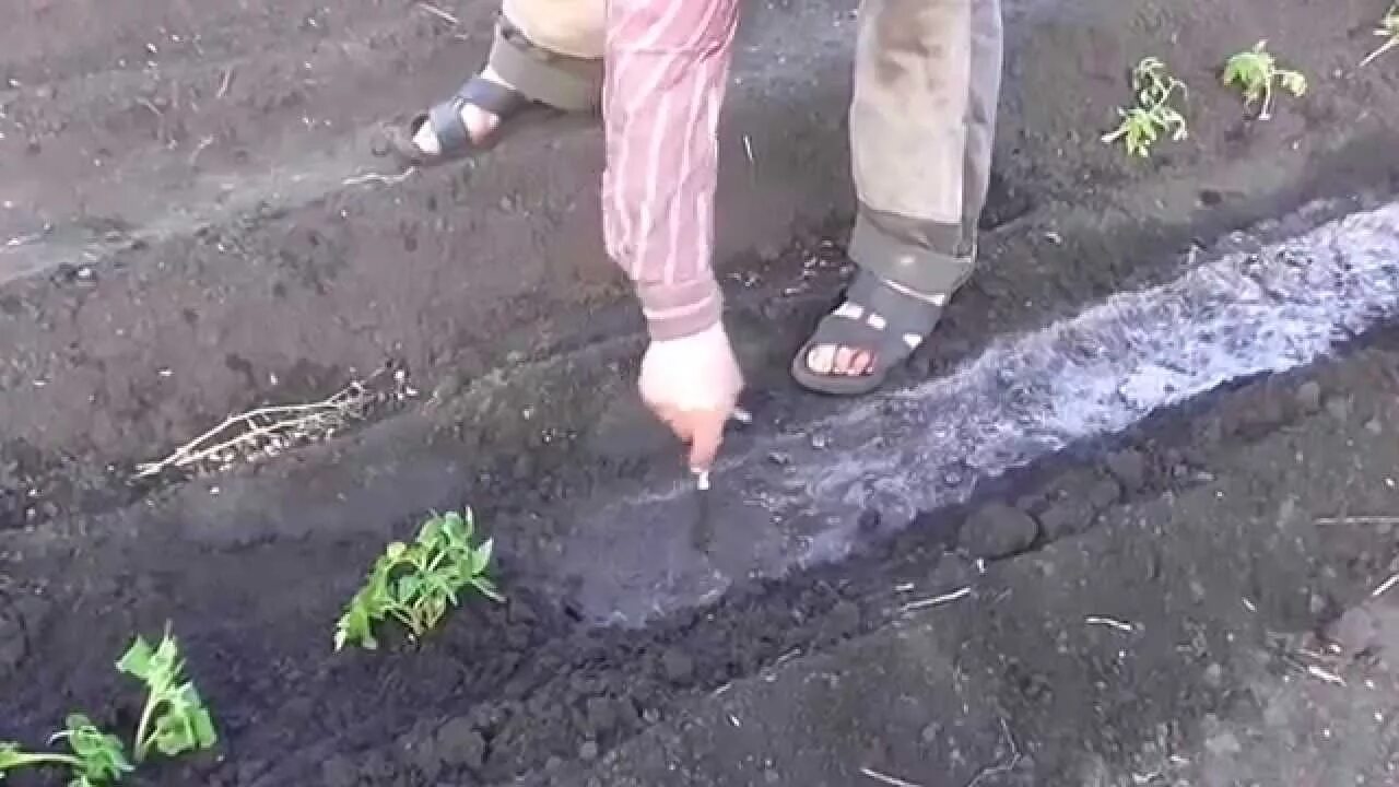 Покажи видео как сажать. Рассада в открытом грунте. Посадка помидор в открытый грунт. Помидоры в траншее. Высадка рассады в траншею.