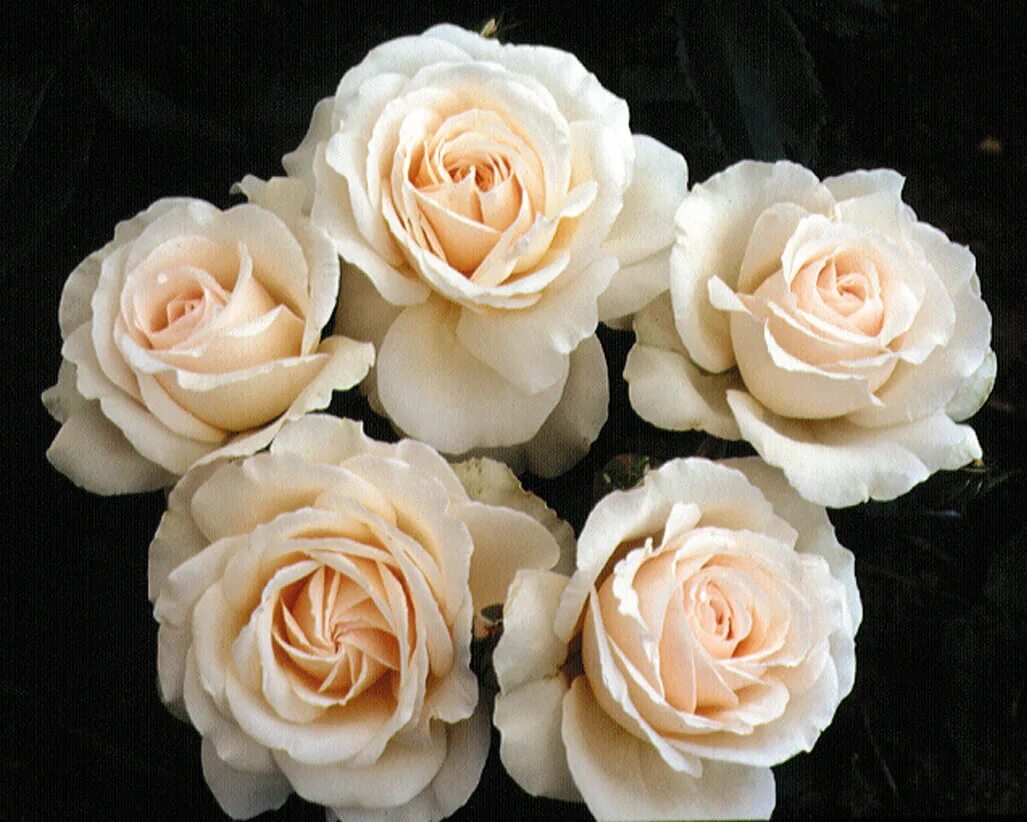 Розы «талея». Сорт розы баттеркап. Сорт кремовых. Сорт кремовых. Сорт розы ноэлия.