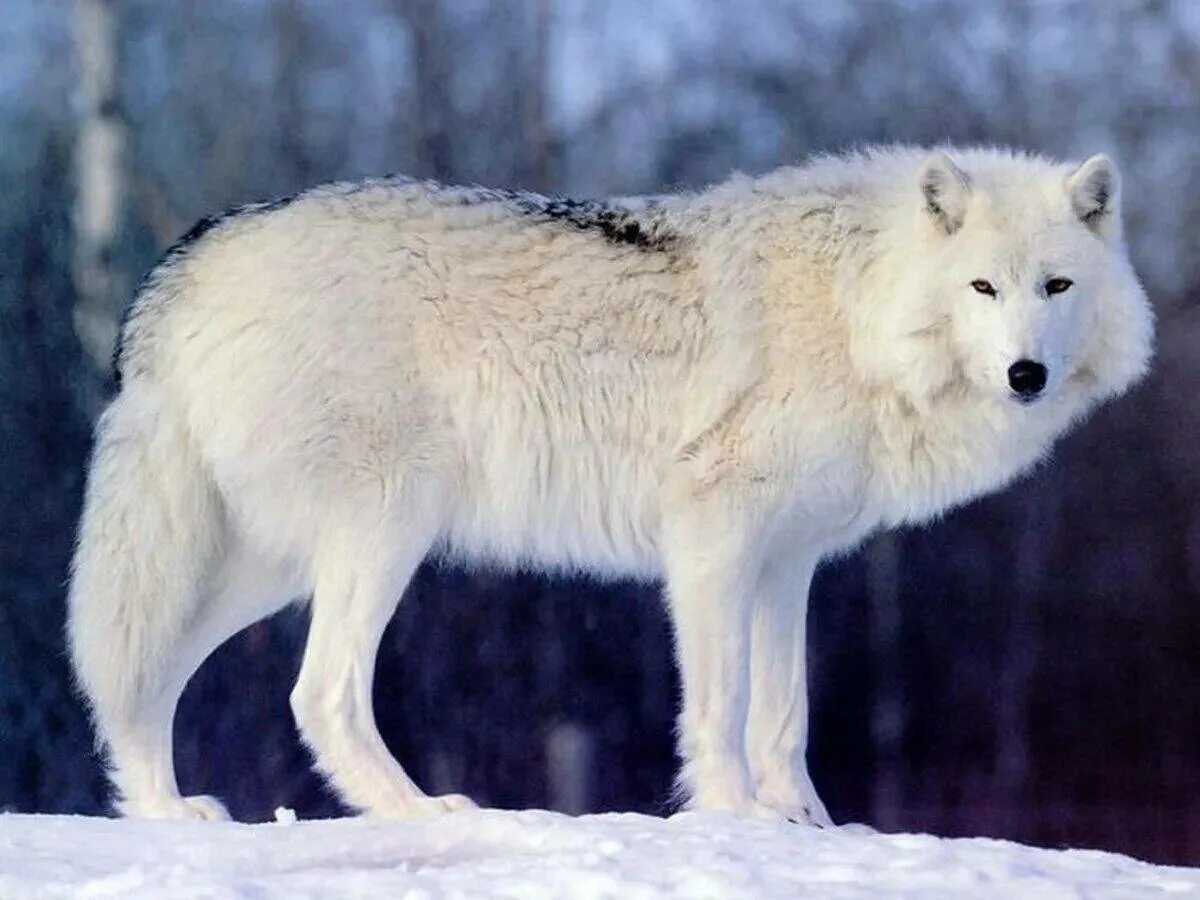 Где находится полярный волк. Arctic wolf (арктический волк). Полярный волк. Canis lupus arctos. «полярный волк» (юст ван борг).