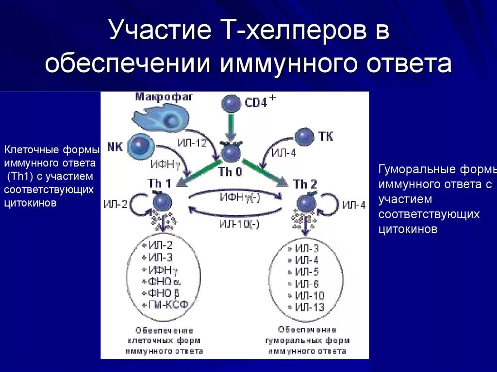 Развитие иммунного ответа