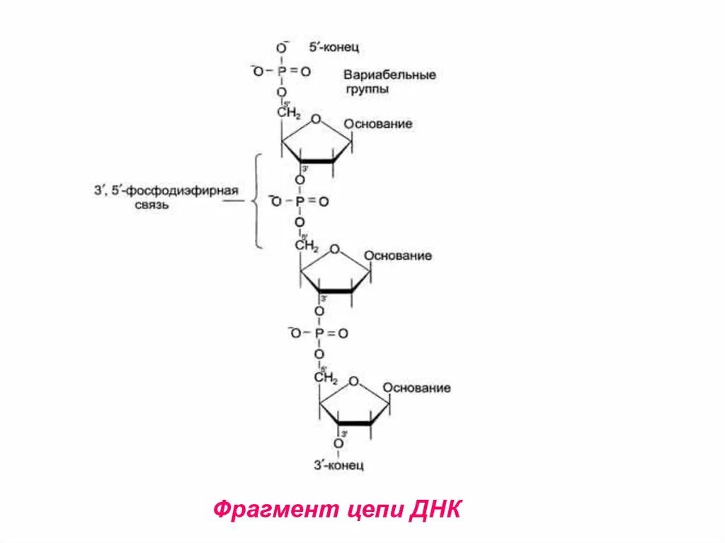 Фрагмент цепи РНК. Фрагмент цепи ДНК. Приведите строение фрагмента ДНК. Цепь ДНК.