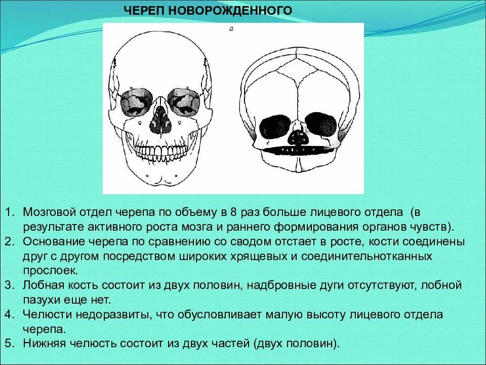Черепная аномалия. Развитие лицевого черепа. Лицевой отдел черепа. Возрастные особенности лицевого черепа.
