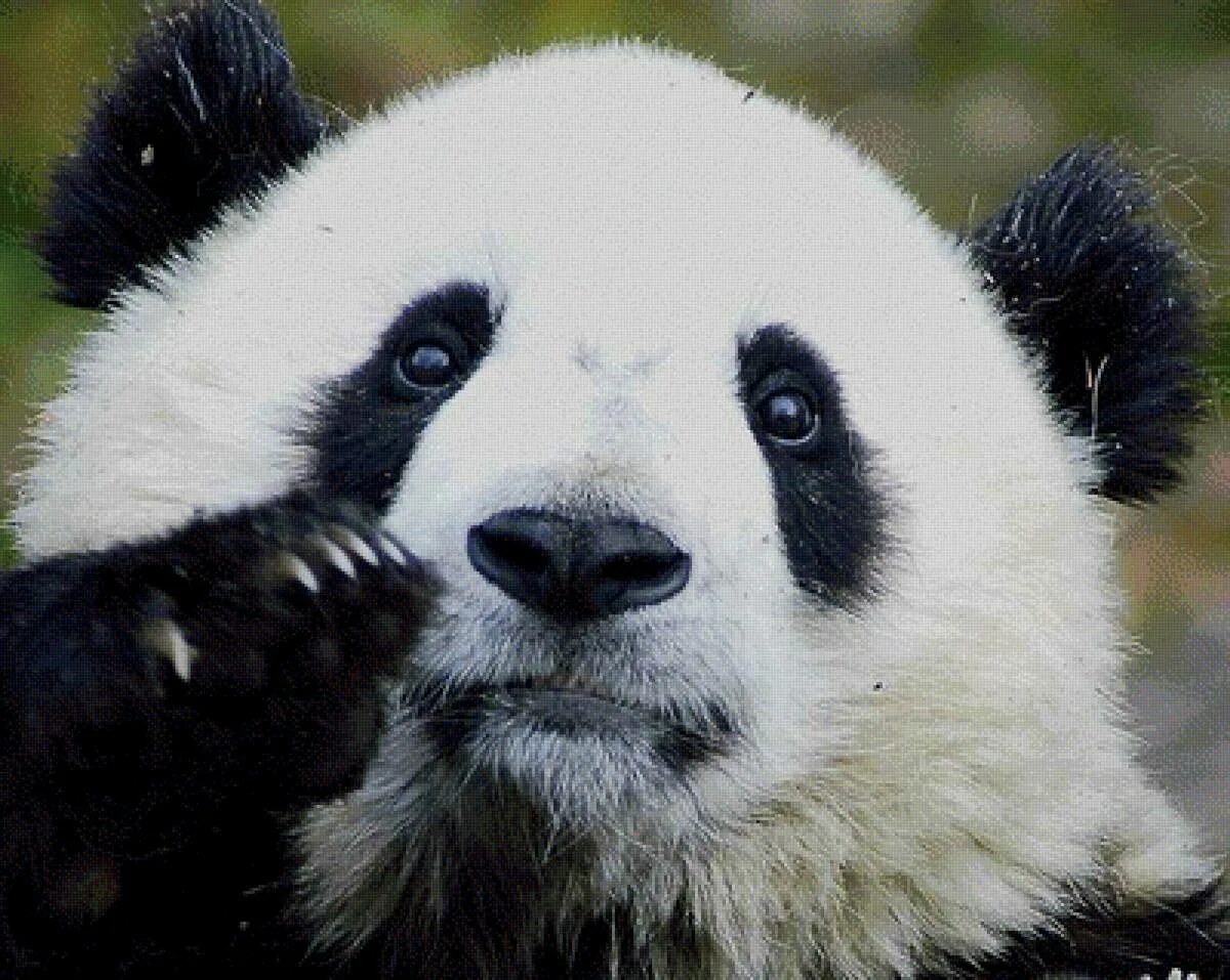 Дикая панда. Большая красная панда. Большая панда или бамбуковый медведь. Панда бамбуковый медведь. Панда.