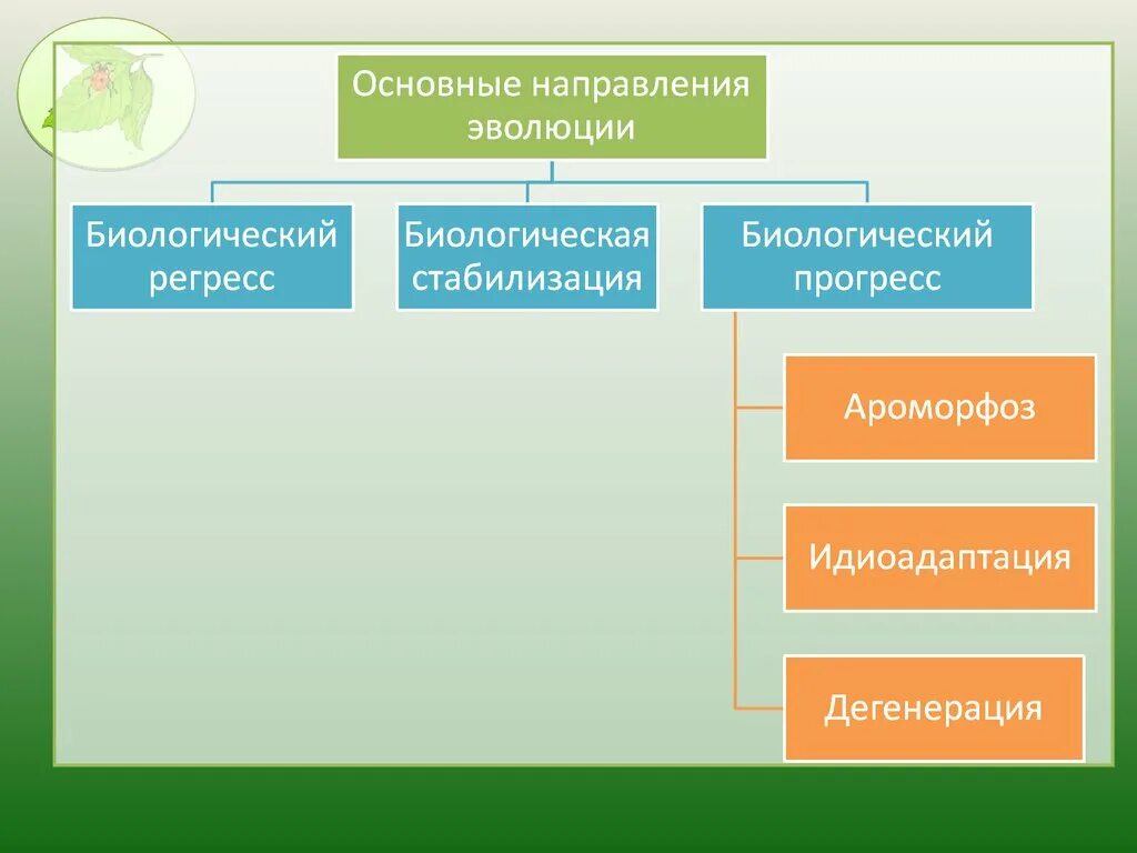 Направление эволюции биологический прогресс примеры. Направления эволюции. Направления биологической эволюции. Основные направления эволюции таблица. Главные направления эволюции биология.