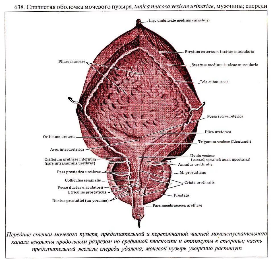 Задняя поверхность мочевого пузыря у мужчин прилежит. Анатомические зоны мочевого пузыря. Мужской мочевой пузырь строение. Строение мочевого пузыря у женщин. Мочевой пузырь анатомия у мужчин.
