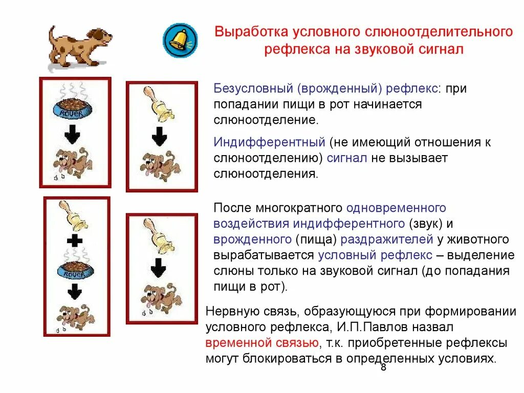 Схема выработки условного слюноотделительного рефлекса у собаки. Слюноотделительные рефлексы безусловные и условные. Выработка условного слюноотделительного рефлекса. Выработка условного слюноотделительного рефлекса на звуковой сигнал.