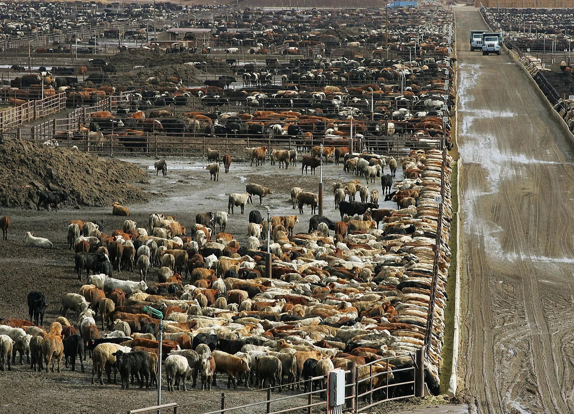 Огромное количество проблем. Скотоводческая ферма в США. Скотоумчиская ферма в США. Ферма КРС В США. Сельское хозяйство животноводство.