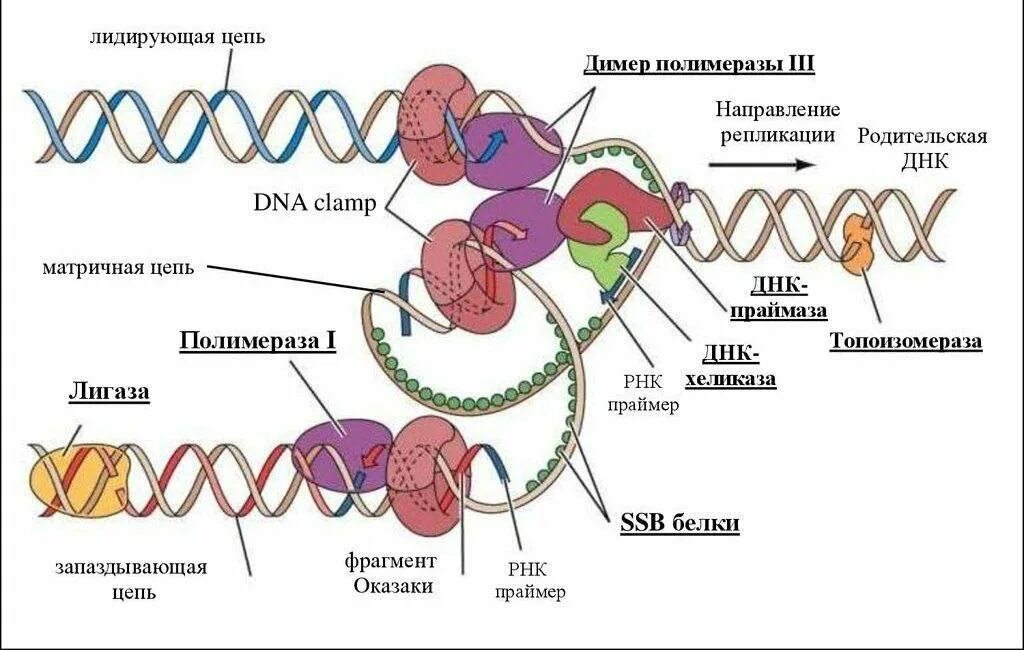 Репликация самоудвоение ДНК. Биологии репликация ДНК схема. Синтез ДНК репликация биохимия. Репликация это в биологии.