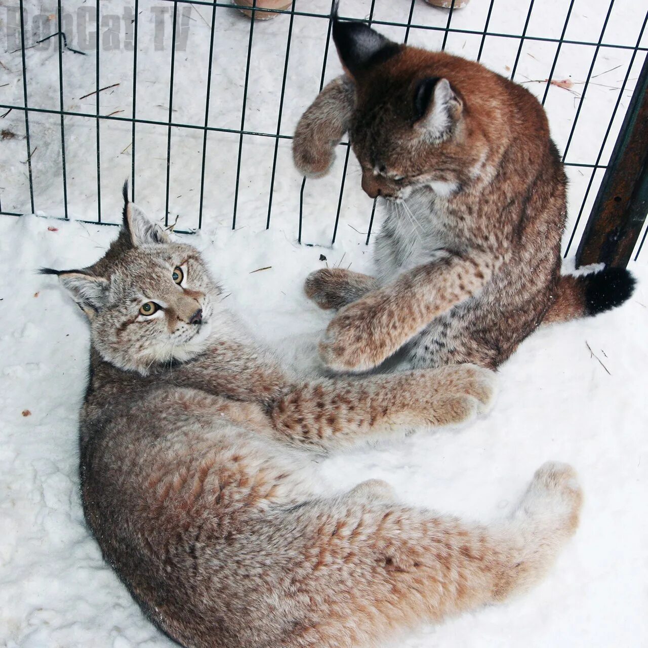 Аватарка bobcat. Бобкэт тв (bobcat тв). Bobcat tv катя пятыжкина. Канал бобкэт. Канал бобкэт.
