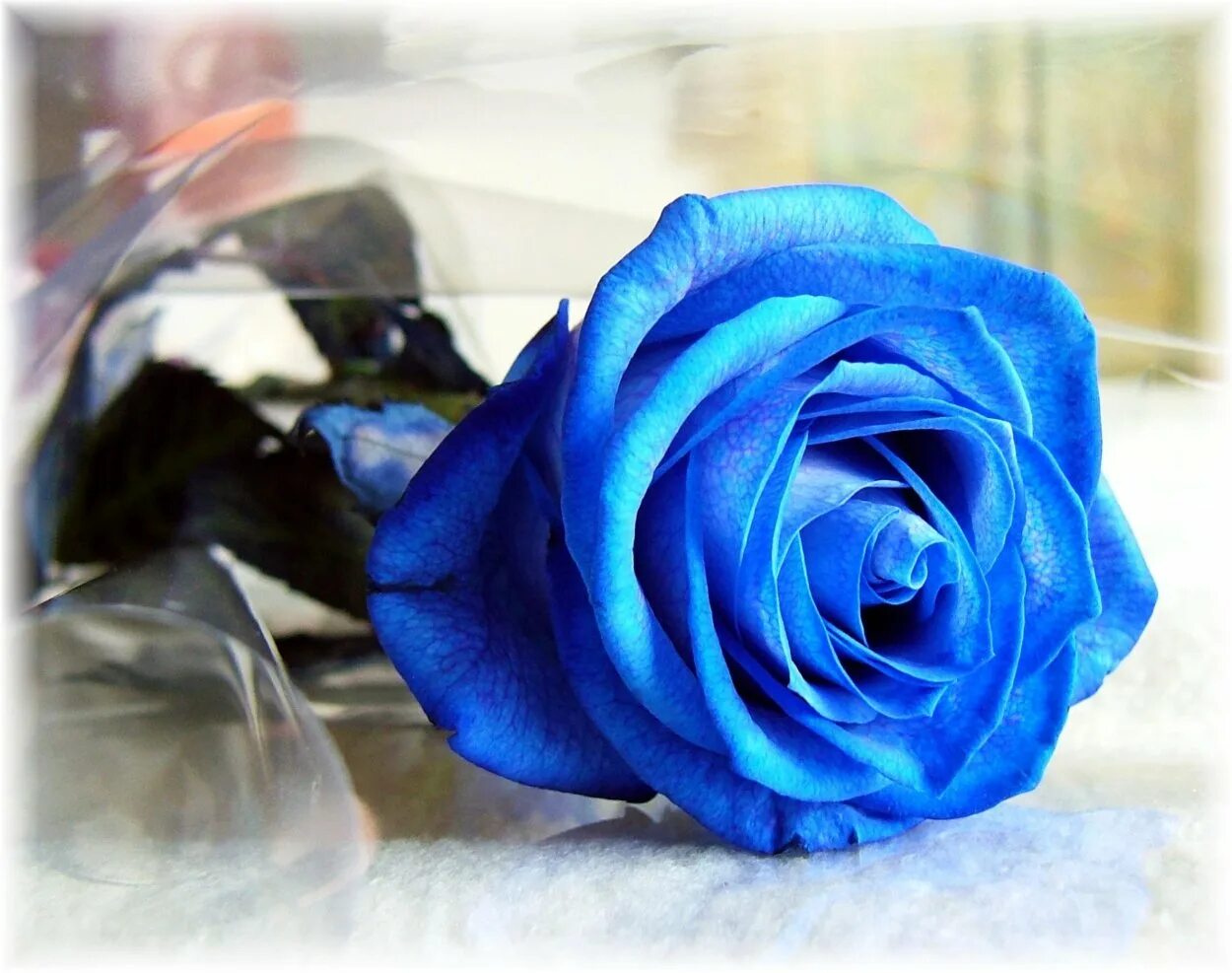 Цветы на темном фоне. Песни blue rose. Песни blue rose. Песни blue rose. Голубые розы рабочий стол.