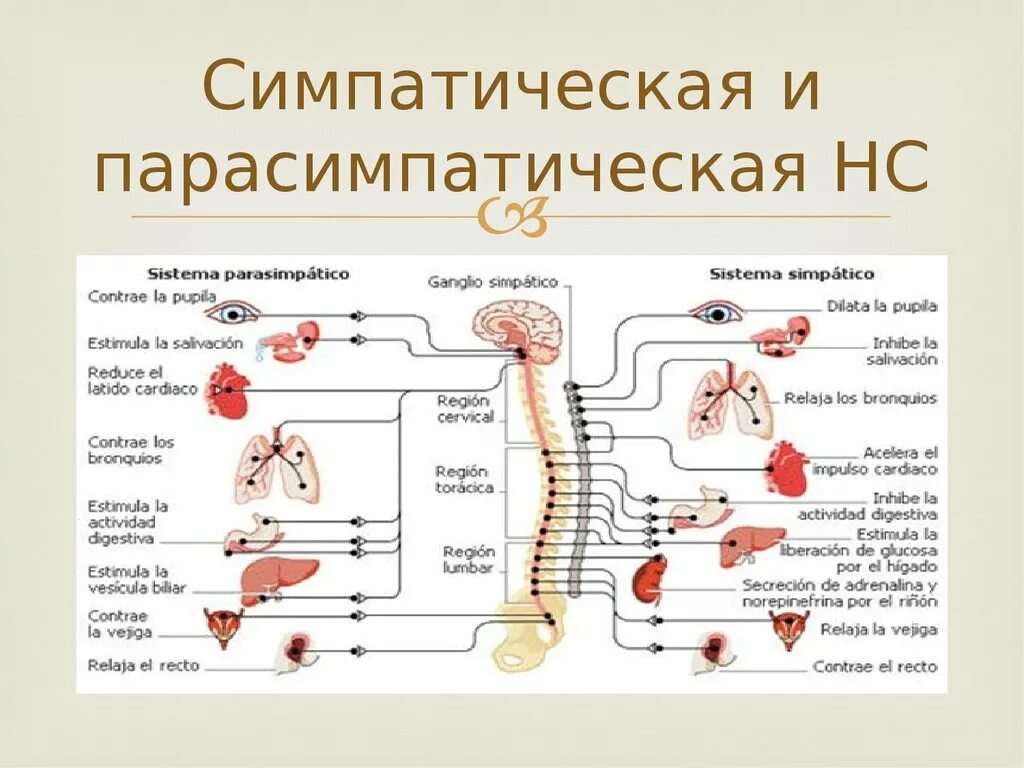 Парасимпатический отдел усиливает. Парасимпатическая система и симпатическая система. Вегетативная нервная система Симпатика и парасимпатика. Парасимпатическая нервная система таблица. Вегетативная нервная система симпатическая НС.