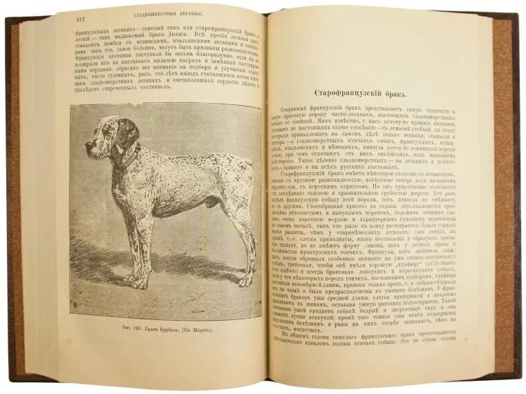 Борзых м все книги. Сабанеев собаки сторожевые. Сабанеев 1896 собаки охотничьи. Книга Сабанеев охотничьи собаки.