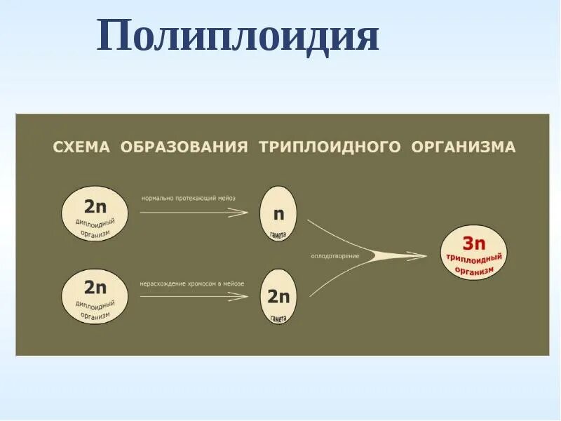 Полиплоидия. Полиплоидия это кратко. Полиплоидия это в биологии. Полиплоидия у растений.