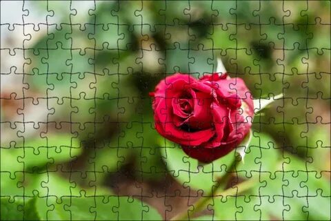 Open rose