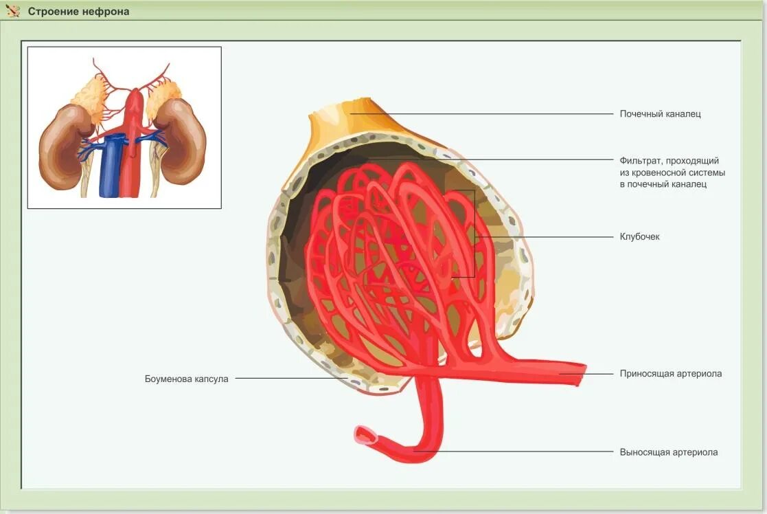 Строение почки капсула нефрона. Строение почки клубочки канальцы. Боуменова капсула строение. Боуменова капсула нефрона. Строение клубочка почки.