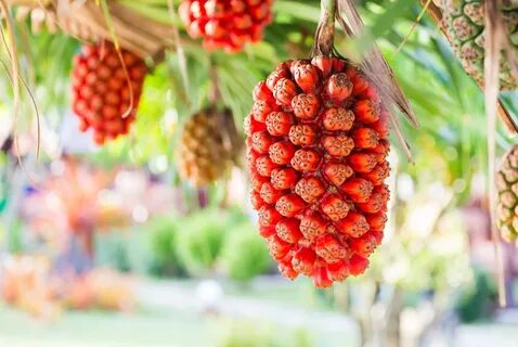 Cane fruit