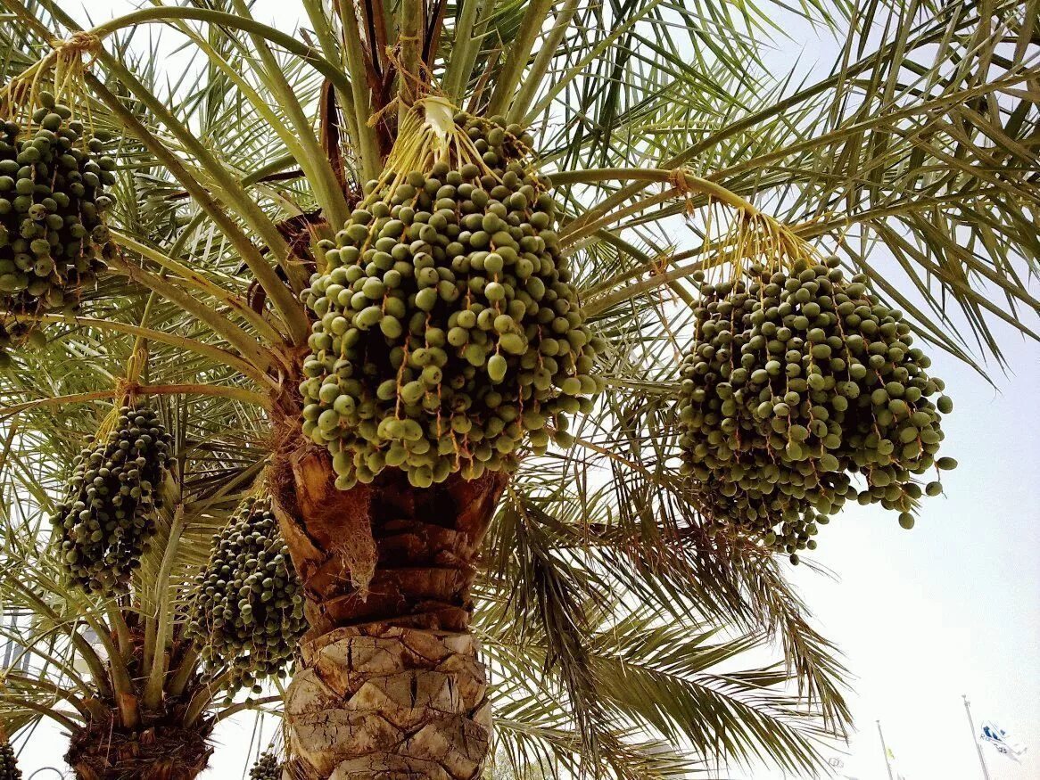 Borassus aethiopum. Финиковая пальма. Пальма бутия плоды. Финиковая пальма бутия. Финиковая пальма в сочи.